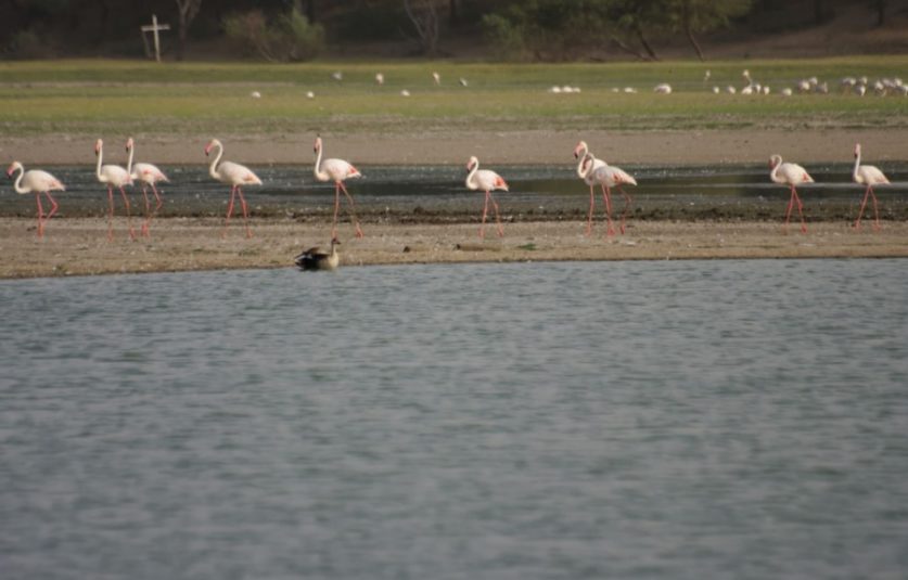 Thol lake gujarat Thol lake gujarat