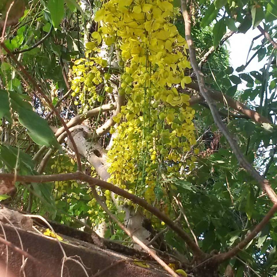 kani-konna kani-konna