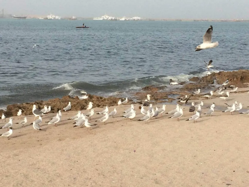 Porbandar