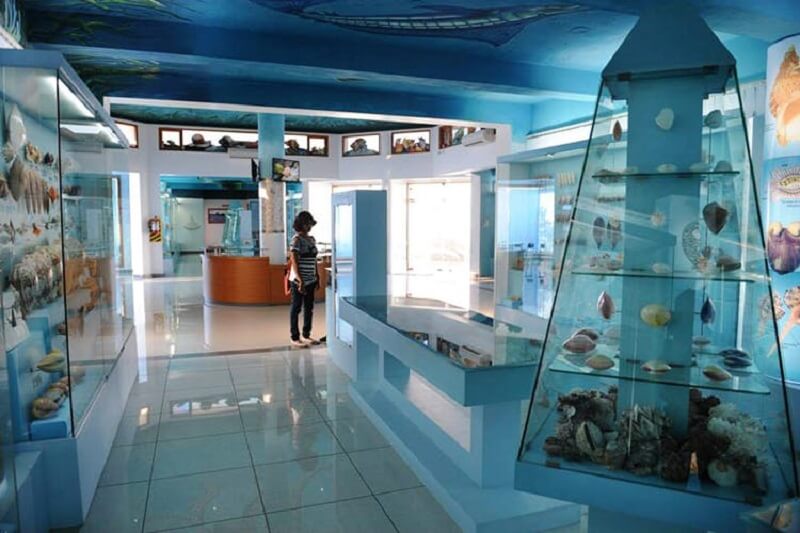 India-Sea-Shell-Museum India Seashell Museum