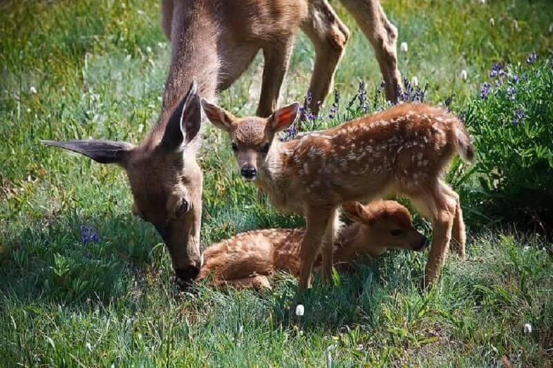 Yercaud-deer-park Deer Park - Must Visit Place in Yercaud