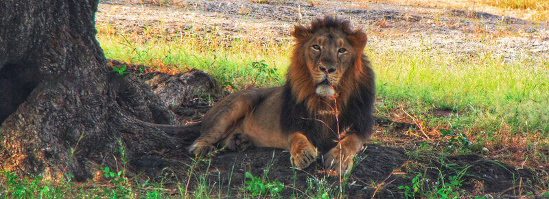 Barda-Hills-Wildlife-Sanctuary-Banner Barda Hills Wildlife Sanctuary, Porbandar