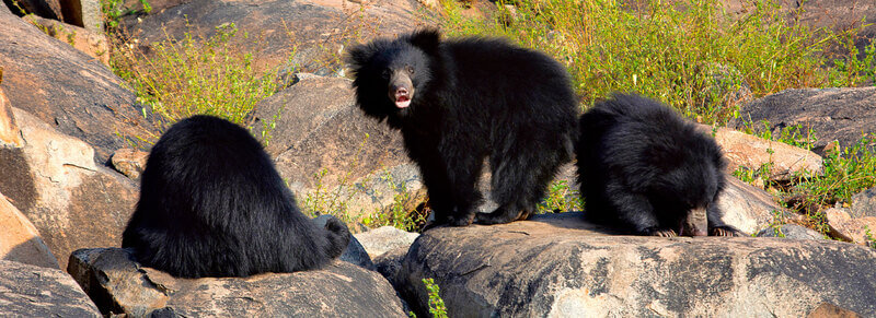 Jessore-Sloth-Bear-Sanctuary Jessore Sloth Bear Sanctuary