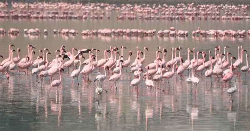 Khijadiya-Bird-Sanctuary-1 Khijadiya Bird Sanctuary