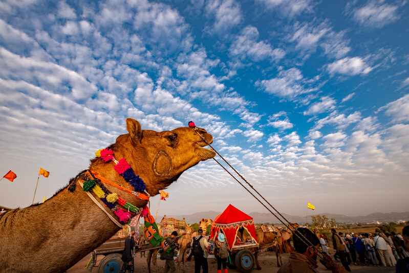 Nagaur-Cattle-Fair-1 Nagaur Cattle Fair