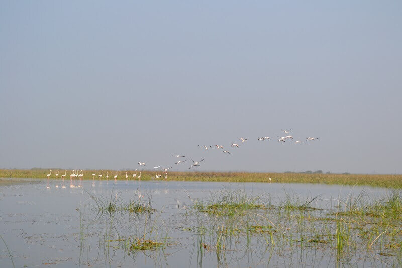 Nal-Sarovar-Bird-Sanctuary Nal Sarovar Bird Sanctuary