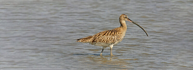 Narayan-Sarovar-Wildlife-Sanctuary Narayan Sarovar Sanctuary