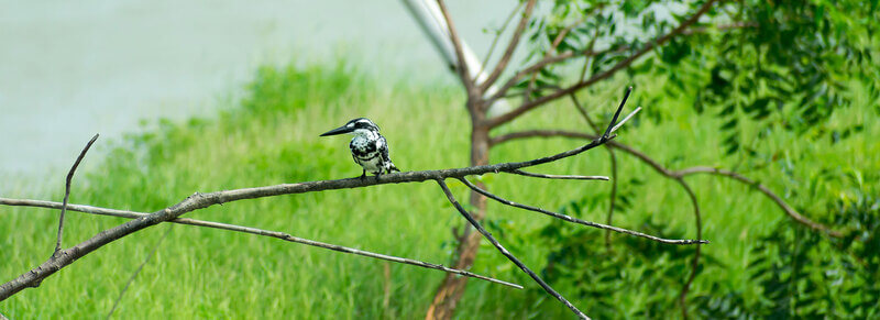Porbandar-Bird-Sanctuary Porbandar Bird Sanctuary