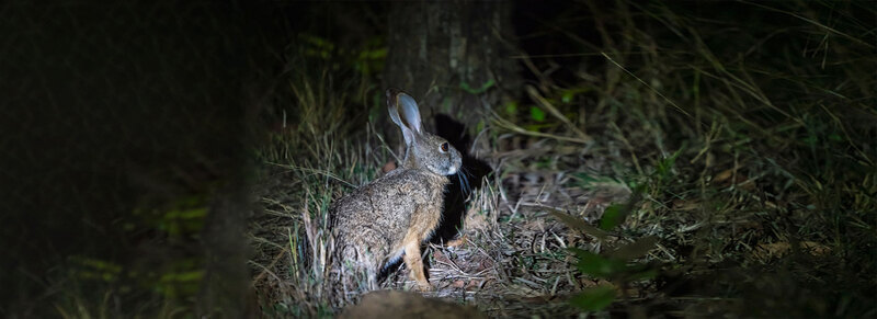 Rampara-Wildlife-Sanctuary Rampara Wildlife Sanctuary