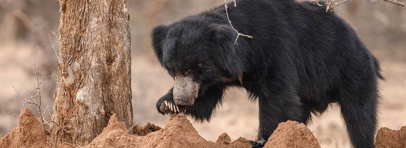 Ratanmahal-Sloth-Bear-Sanctuary Ratanmahal Sloth Bear Sanctuary