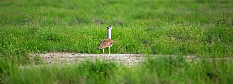 The-Great-indian-Bustard-Sanctuary Kutch Bustard Sanctuary