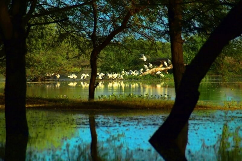 Thol-Wildlife-Sanctuary Thol Wildlife Sanctuary
