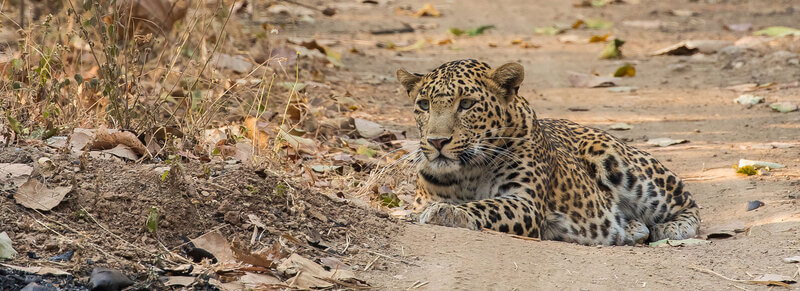 Vansda-National-Park Vansda National Park, Saputara