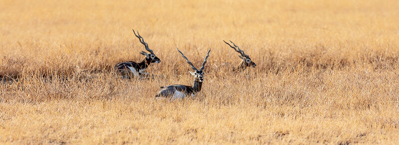 Velavadar-Blackbuck-National-Park Blackbuck National Park, Velavadar