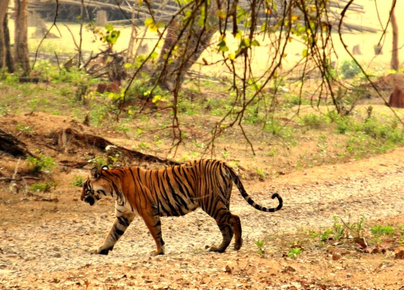Nagarhole National Park