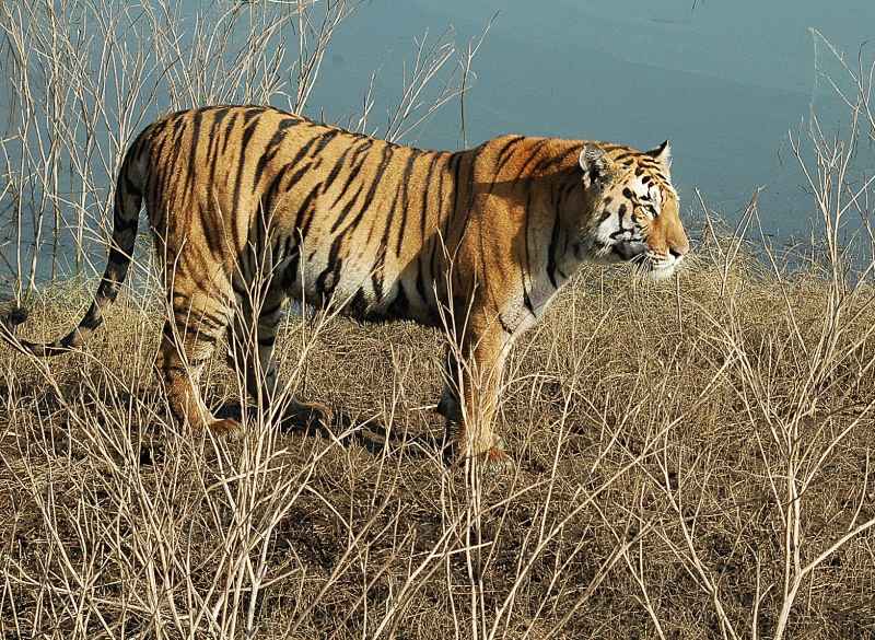 Pench National Park