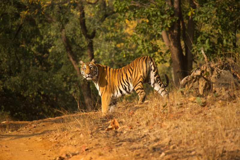 Satpura National Park