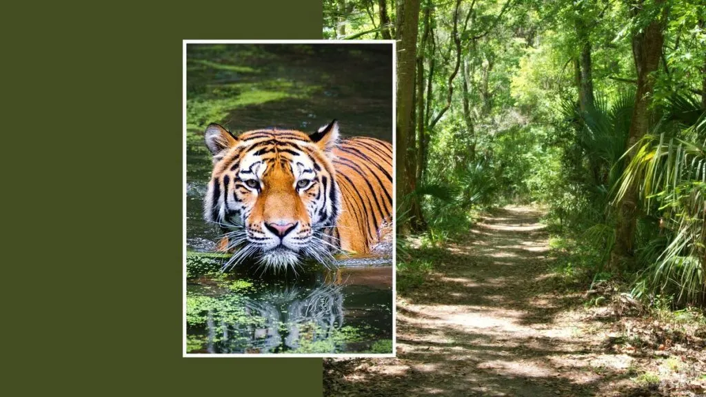 Top Tiger Safari in India