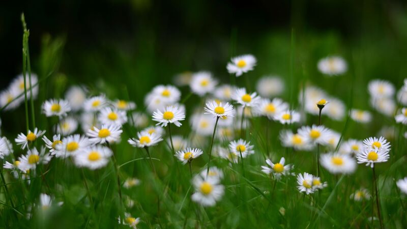 Flower Show in Ooty