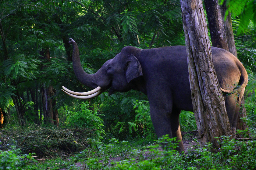 Chimmony Wildlife Sanctuary