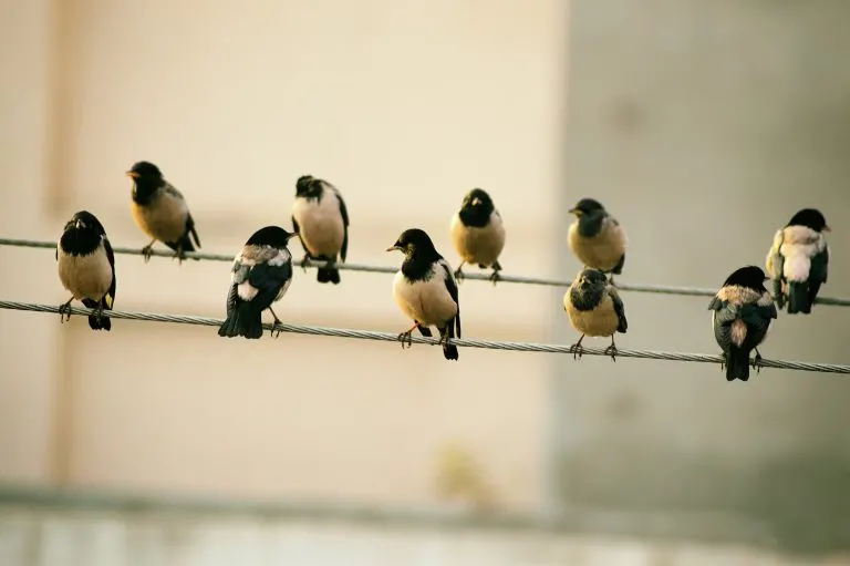 4th-north-bengal-bird-festival