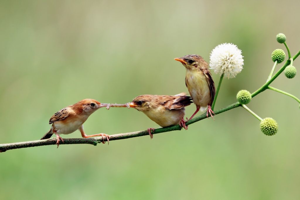 save-birds save birds for environment
