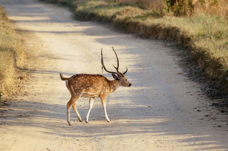 Jim Corbett National Park