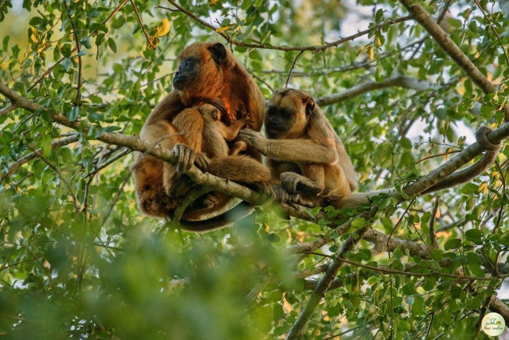 jambughoda-wildlife-sanctuary-927478 Jambughoda Wildlife Sanctuary
