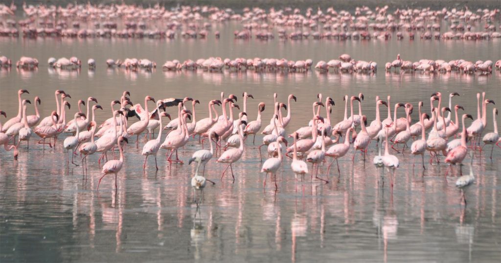 khijadiya-bird-sanctuary-jamnagar_431 Khijadiya Bird Sanctuary