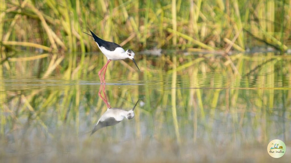 porbandar-bird-sanctuary_468 Porbandar Bird Sanctuary