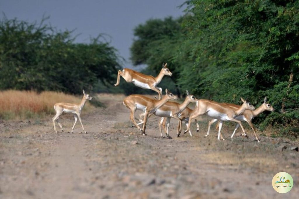 shoolpaneshwar-sanctuary_285 Shoolpaneshwar Wildlife Sanctuary