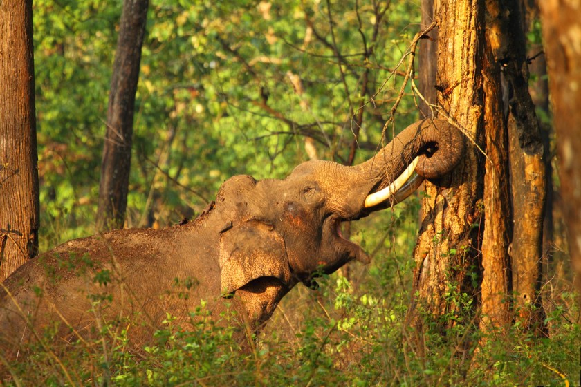 Nagarhole National Park Nagarhole National Park, Coorg