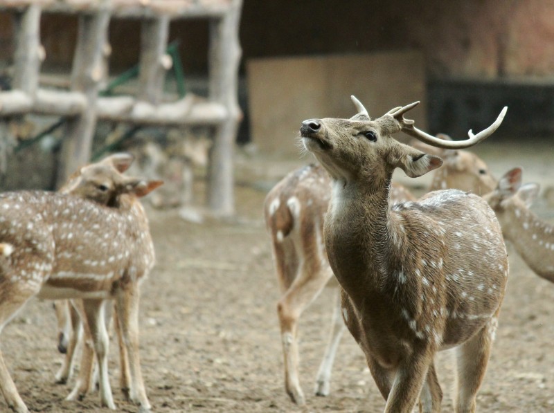 Jaipur Zoo Jaipur Zoo