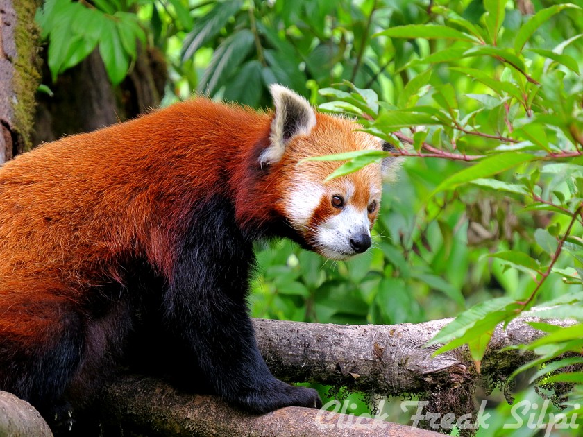 Padmaja Naidu Zoo