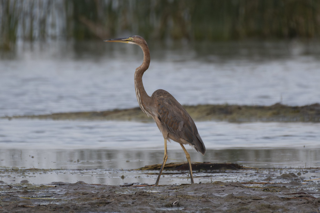 Kazhuveli Bird Sanctuary