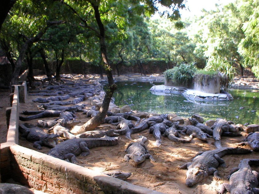 Crocodile Bank Mahabalipuram Crocodile Bank Mahabalipuram