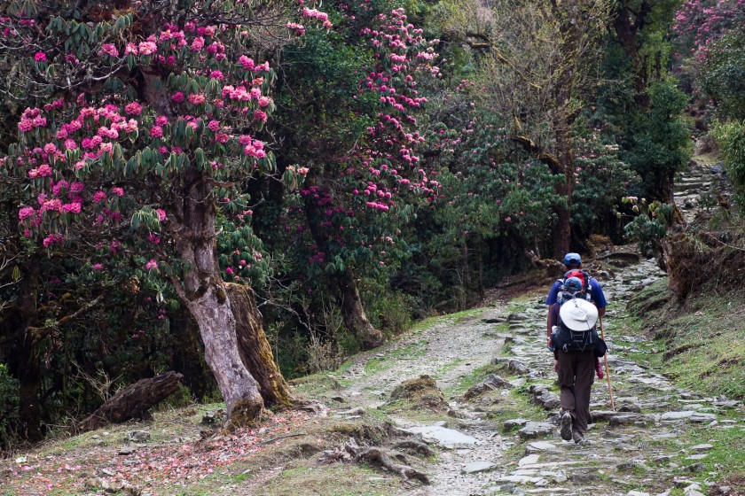 Shingba Rhododendron Sanctuary Shingba Rhododendron Sanctuary