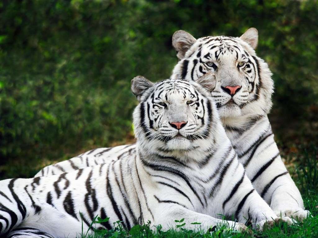 Bandhavgarh National Park Bandhavgarh National Park
