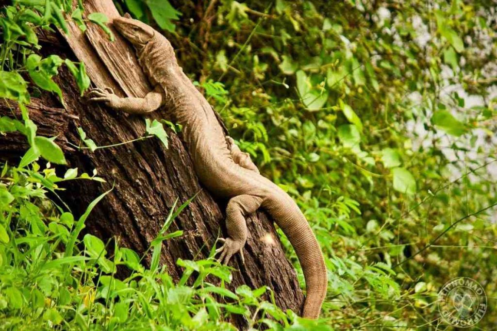 Betla National Park Betla National Park (Jharkhand)