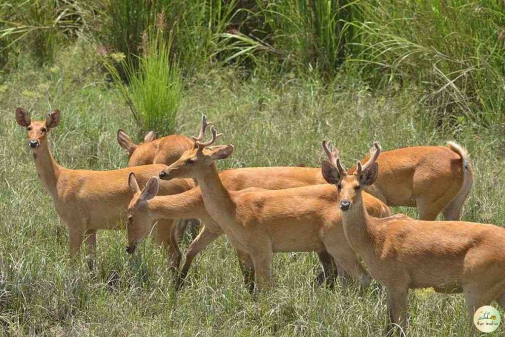 Dibru Saikhowa National Park Dibru Saikhowa National Park