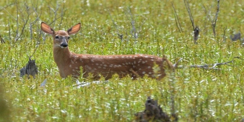 Dudhwa National Park Dudhwa National Park