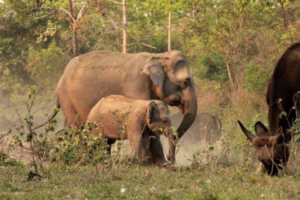 Gorumara National Park Gorumara National Park (West Bengal)