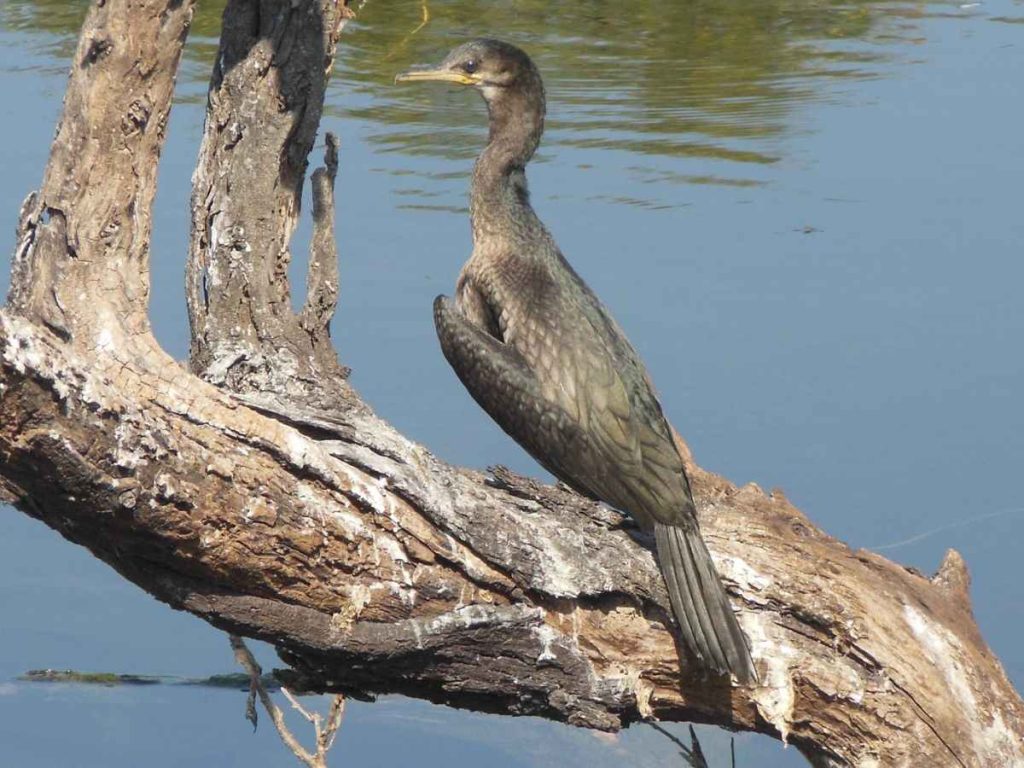 Mukurthi National Park Mukurthi National Park (Tamil Nadu)