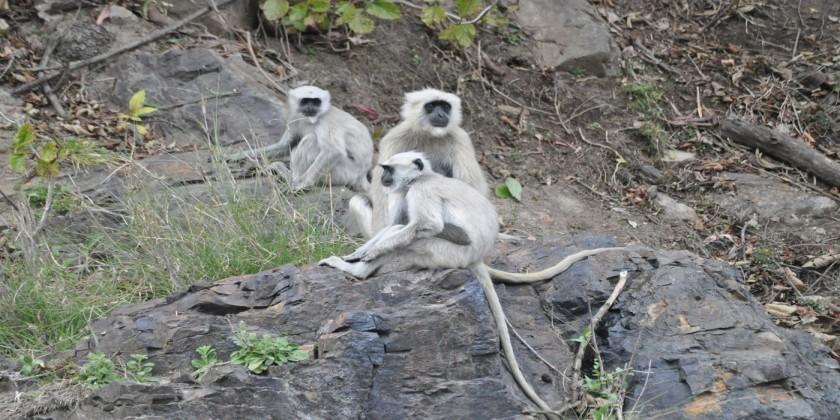 Rajaji National Park Rajaji National Park Uttarakhand