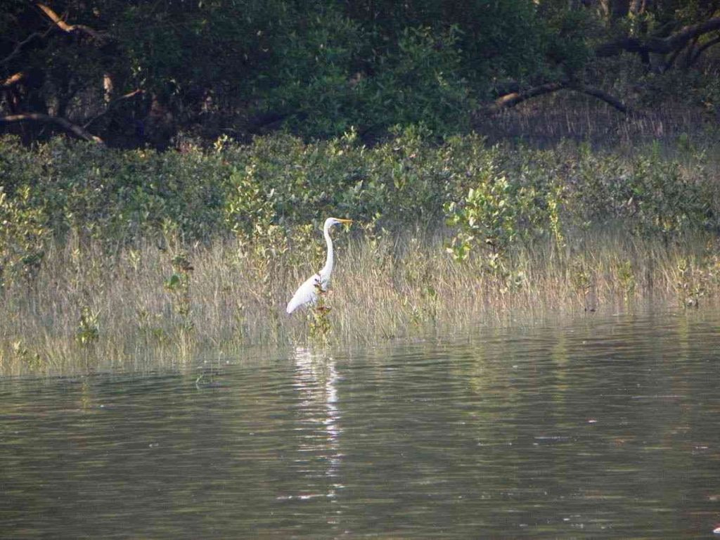 Singalila National Park Singalila National Park (West Bengal)