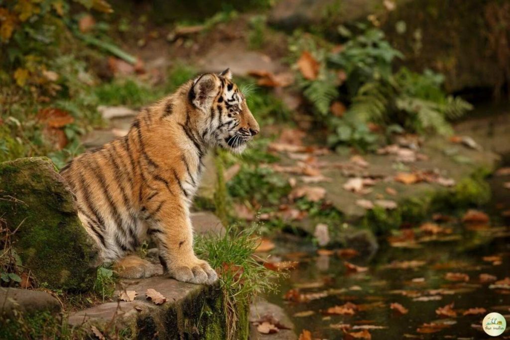 Tadoba-Andhari Tiger Reserve Tadoba-Andhari Tiger Reserve Maharashtra
