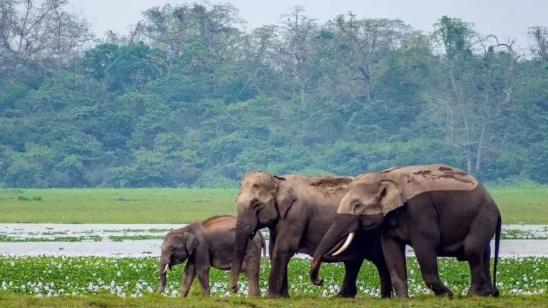 Wildlife-Sanctuaries-National-Parks-of-India-By-State