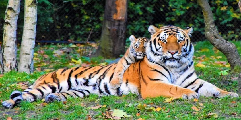 animal-animal-photography-big-cat-2541239 jim-corbet-national-park-tiger