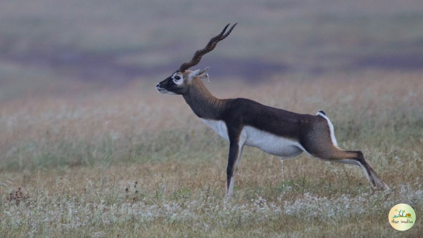 blackbuck-national-park_891 Blackbuck National Park (Bhavnagar, Gujarat)