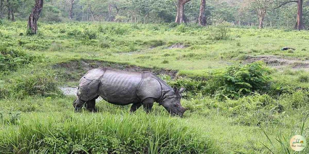 jaldapara-national-park-185805 Jaldapara National Park (West Bengal)